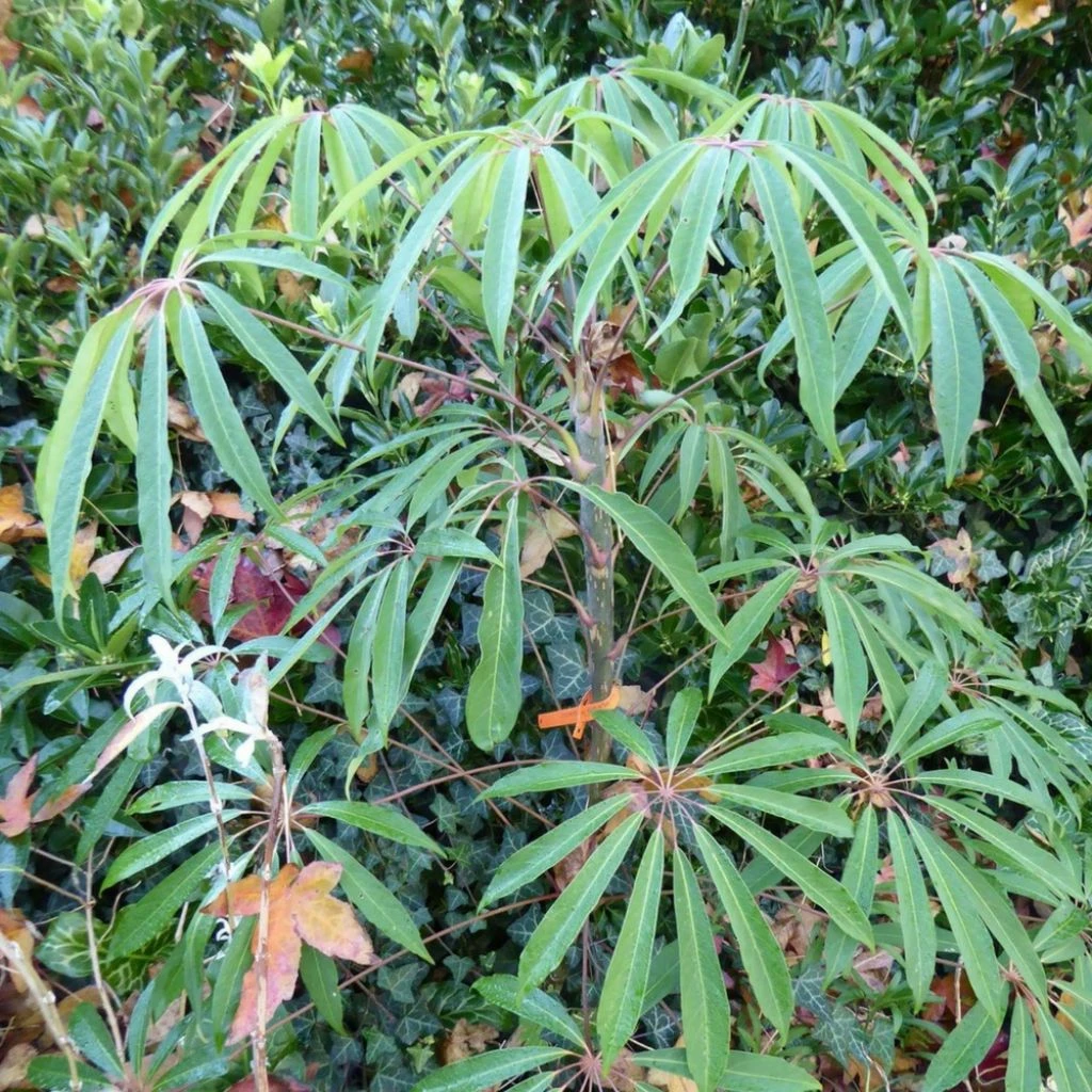 Schefflera Taiwaniana