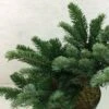 Abies Amabilis Spreading Star - Sapin Gracieux Nain