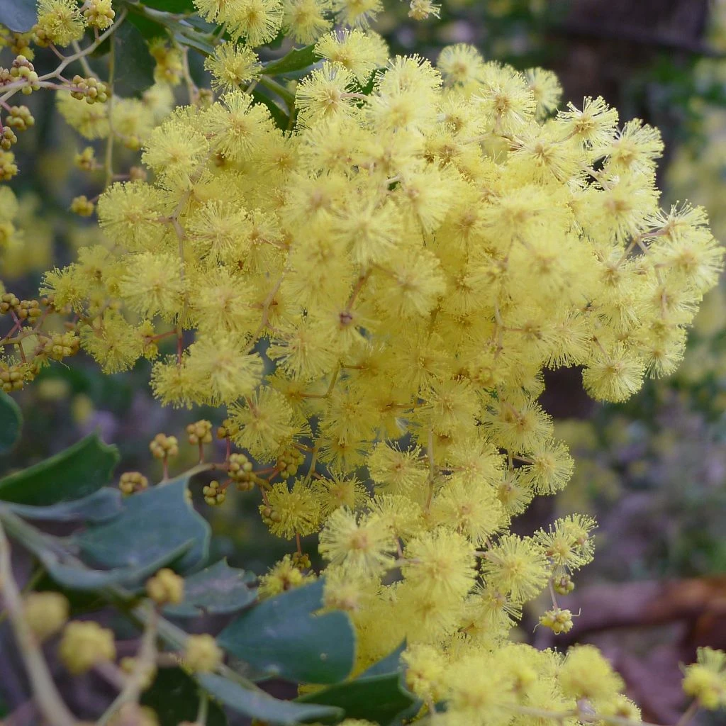Mimosa - Acacia Pravissima