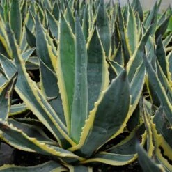 Agave Americana Variegata - Agave D'Amérique