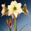 Amaryllis Lemon Cream - Hippeastrum