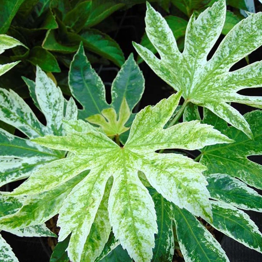 Fatsia Japonica Spider's Web - Faux-aralia Panaché