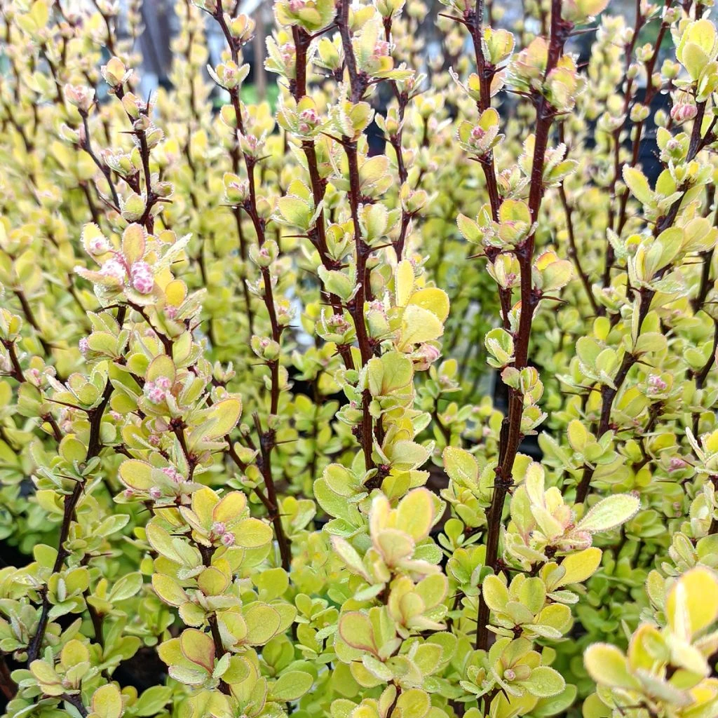 Berberis Thunbergii Golden Rocket - Epine-vinette
