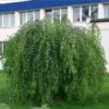 Bouleau Pleureur Youngii - Betula Pendula