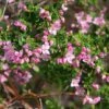 Boronia Crenulata Shark Bay - Boronie à Feuilles Crénelées