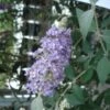Buddleia Lochinch - Arbre Aux Papillons