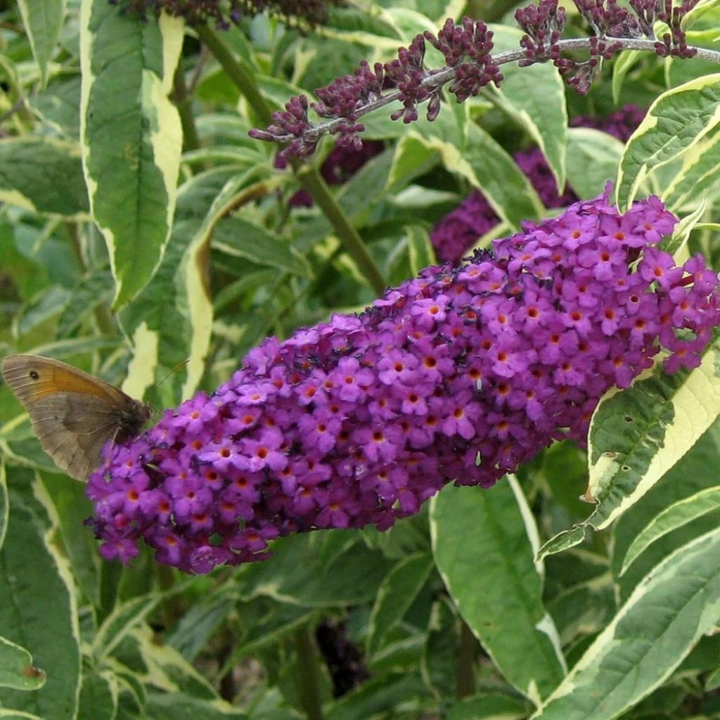 Buddleia Davidii Harlequin - Arbre à Papillons Panaché