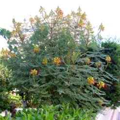 Caesalpinia Gilliesii - Petit Flamboyant