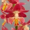 Calanthe Red Sunset - Orchidée Vivace