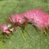 Calliandra Surinamensis Dixie Pink - Arbre Aux Houpettes