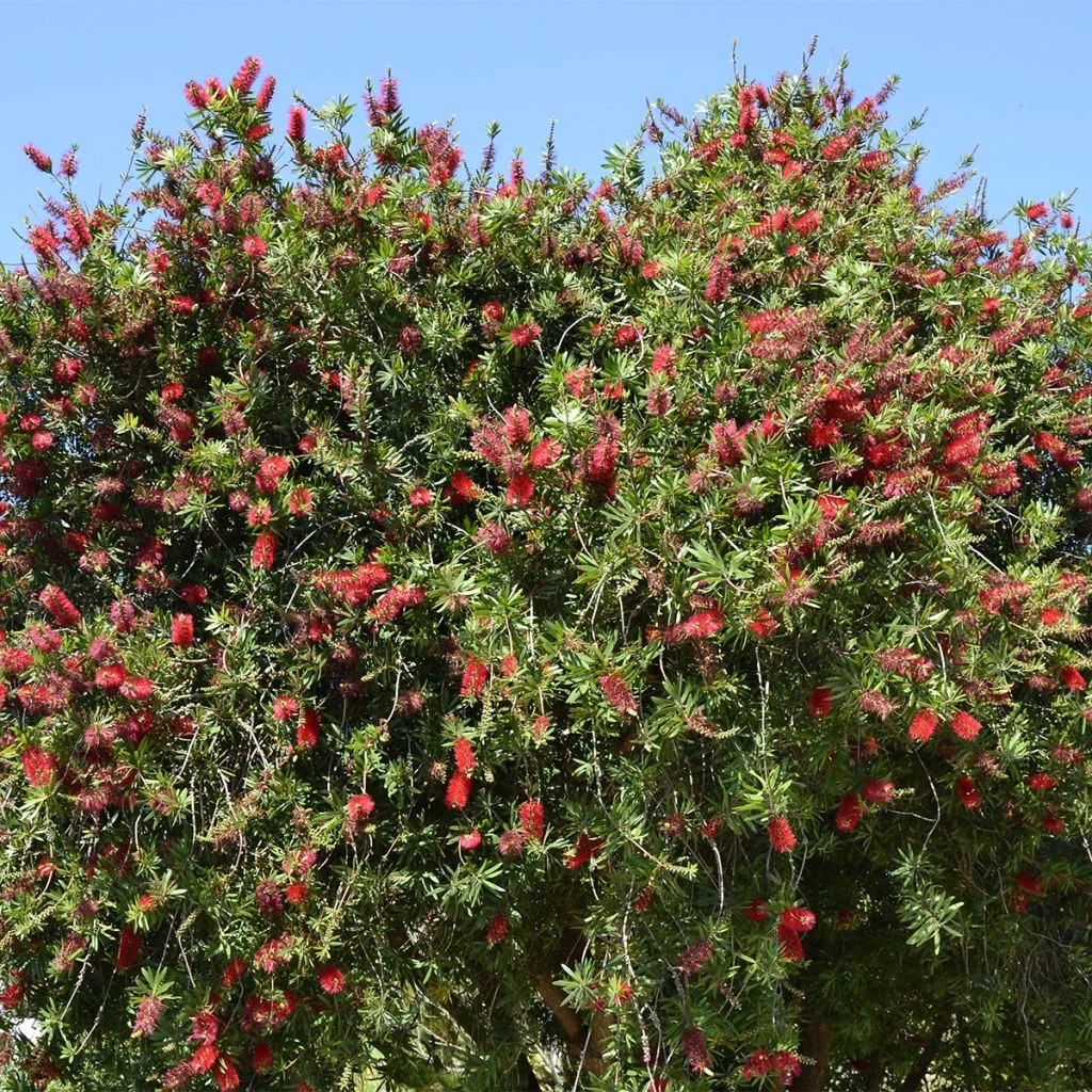 Callistemon Rigidus - Rince-bouteille