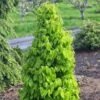 Carpinus Betulus Monumentalis - Charme Commun