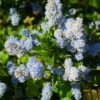 Ceanothus Arboreus Concha - Lilas De Californie