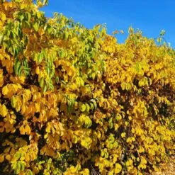Celastrus Orbiculatus Hercules - Célastre Ou Bourreau Des Arbres (mâle)