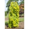 Cercis Canadensis Golden Falls - Gainier Du Canada