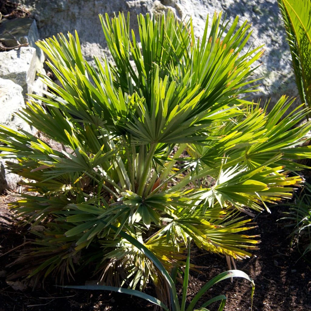 Chamaerops Humilis Vulcano - Palmier Nain