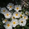 Cistus Corbariensis - Ciste Des Corbières