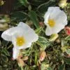 Cistus Corbariensis Rospico - Ciste Des Corbières Panaché.
