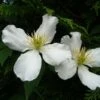 Clématite - Clematis Montana Spooneri