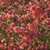 Cognassier Du Japon Eximia - Chaenomeles Speciosa