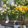 Collection Potées De Narcisses