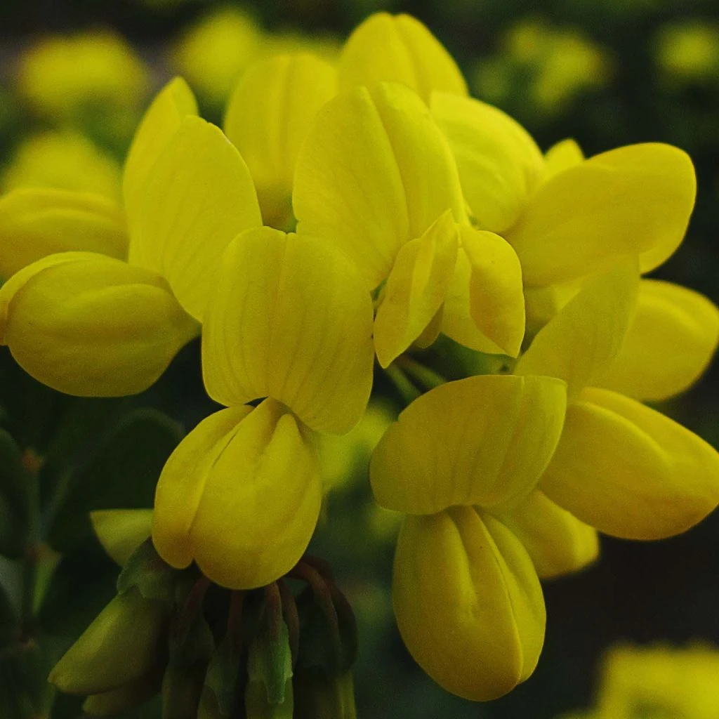 Coronilla Valentina Glauca - Coronille Glauque