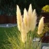 Cortaderia Selloana Mini Pampas - Herbe De La Pampa