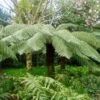 Fougère Arborescente - Dicksonia Antarctica