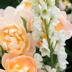 Duo Fraicheur - Duo De Rosier Et D'Aconites