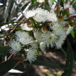 Eucalyptus Gregsoniana Ou Pauciflora Var. Nana - Gommier Des Neiges