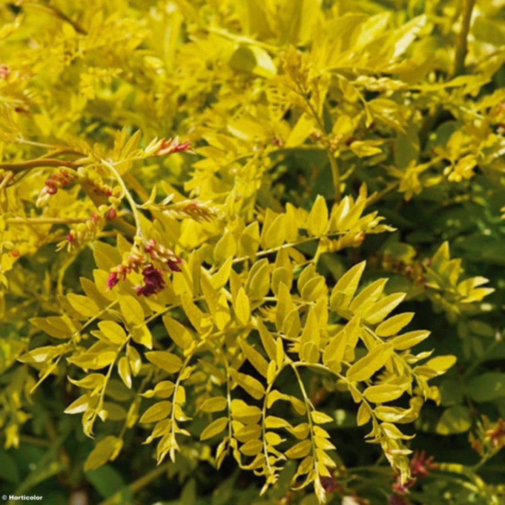 Févier D'Amérique Doré - Gleditsia Triacanthos Sunburst