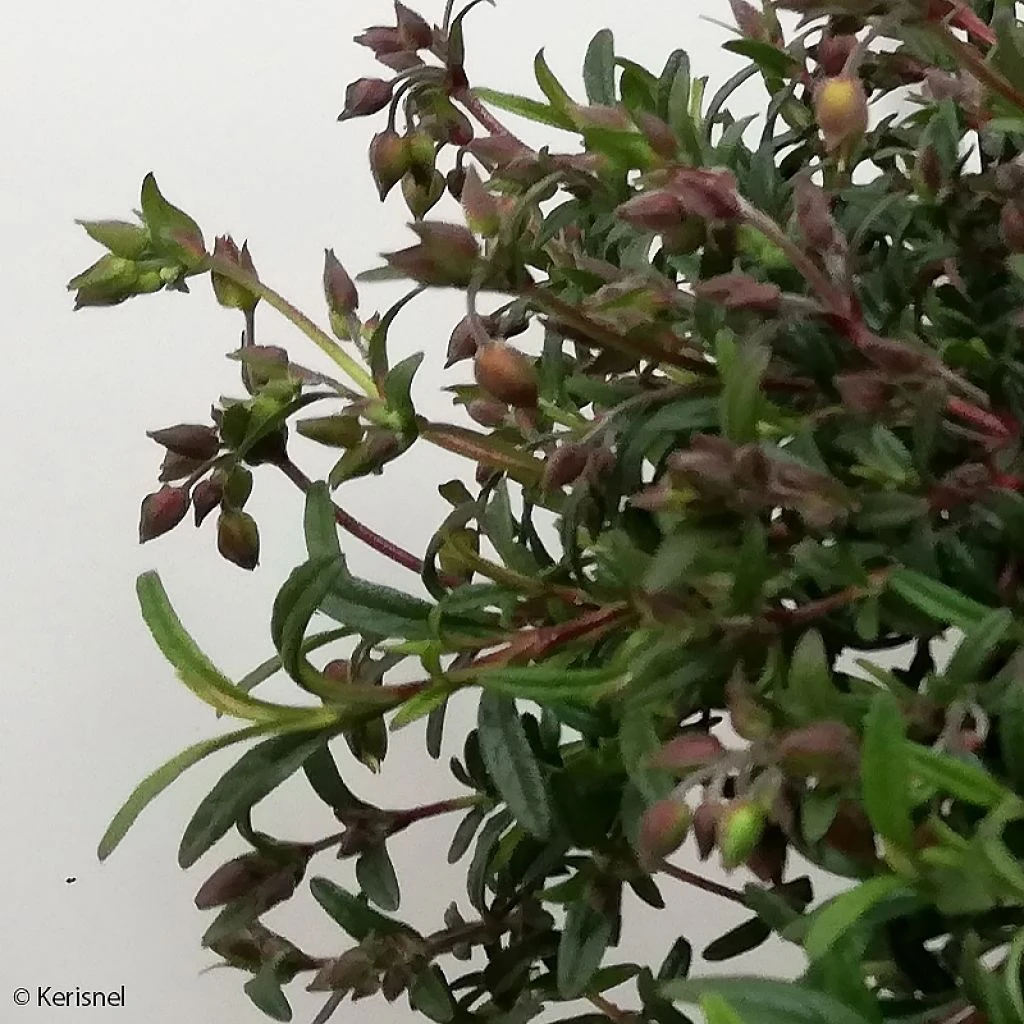 Halimiocistus Sahucii - Halimiociste De Sahuc