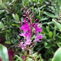 Hebe Wiri Charm - Véronique Arbustive