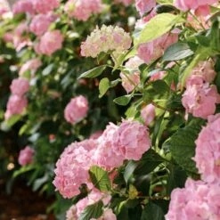 Hortensia - Hydrangea Macrophylla Soft Pink Salsa