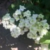 Hortensia - Hydrangea Serrata White On White