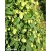 Houblon - Humulus Lupulus Prima Donna