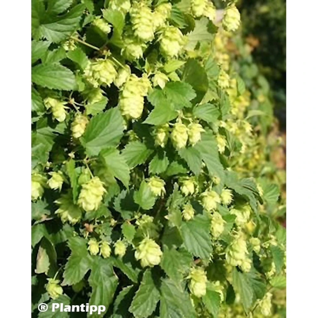 Houblon - Humulus Lupulus Prima Donna