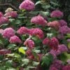 Hortensia Arborescens Bella Anna