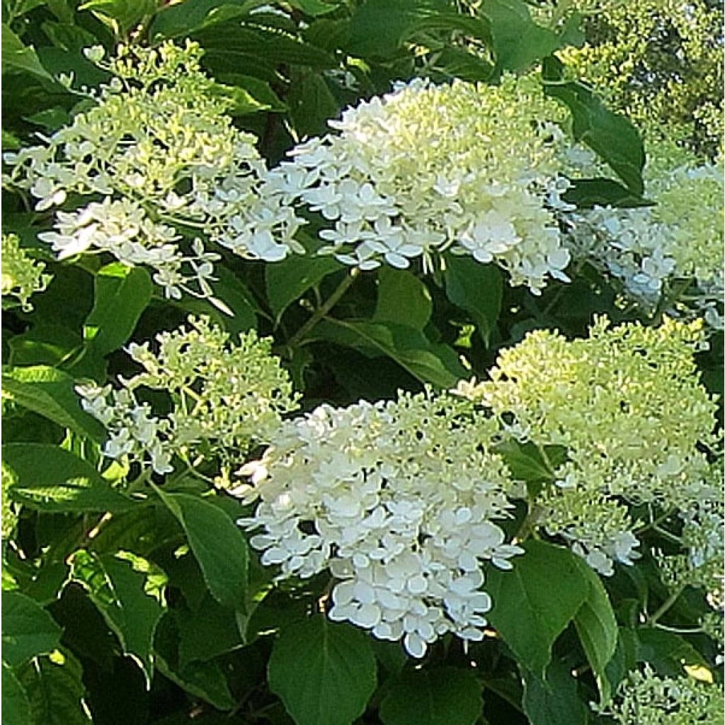 Hydrangea Paniculata Bombshell - Hortensia Paniculé