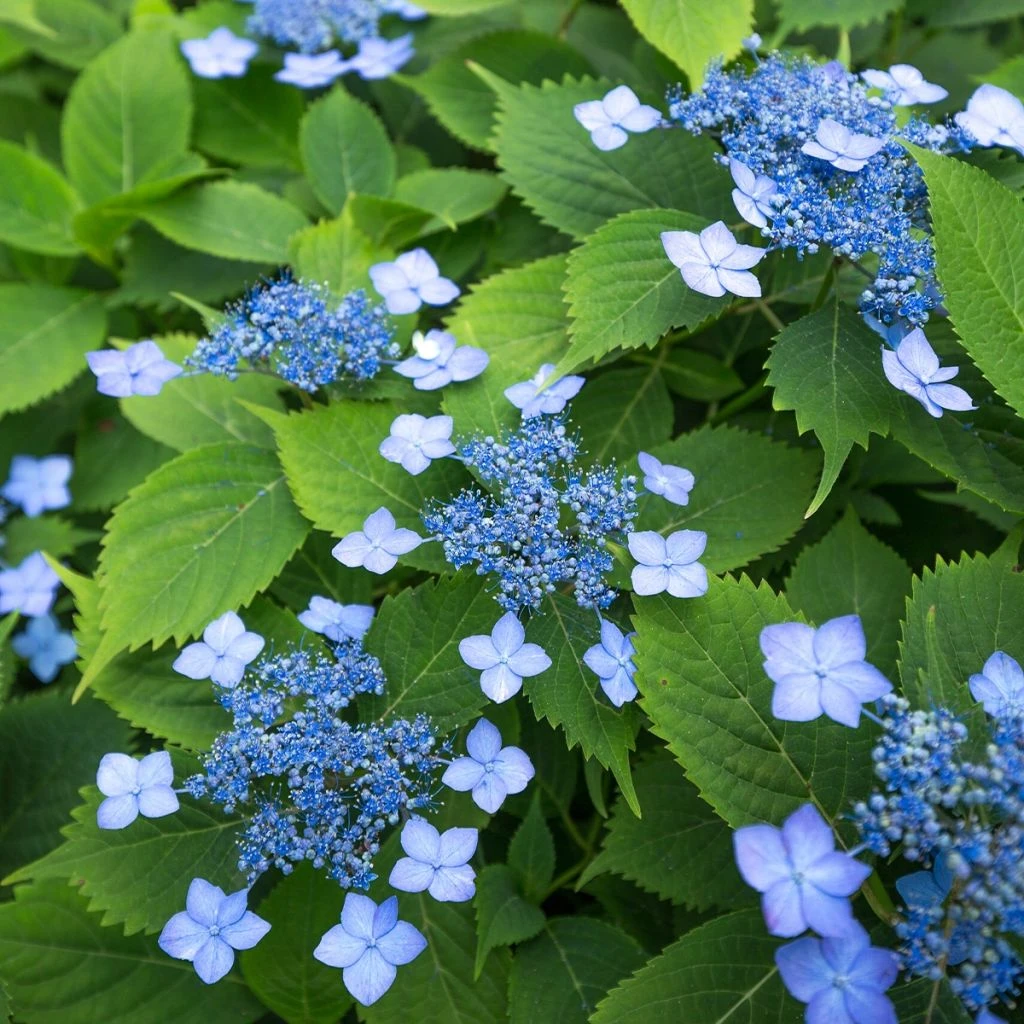 Hortensia Serrata Annie's Blue