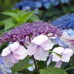 Hortensia - Hydrangea Serrata Klaveren