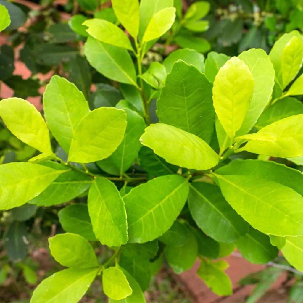 Ilex Paraguariensis - Yerba Maté, Thé Du Paraguay