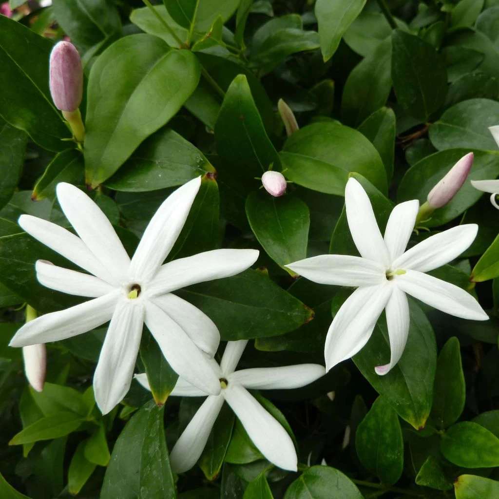 Jasmin Sauvage étoilé - Jasminum Multipartitum