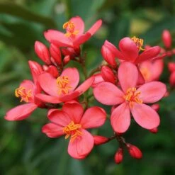 Jatropha Integerrima - Jatropha Fleur