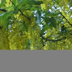 Laburnum Anagyroides - Cytise à Grappe
