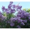 Lagerstroemia Indica Violacea - Lilas Des Indes