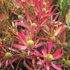 Leucadendron Cheeky