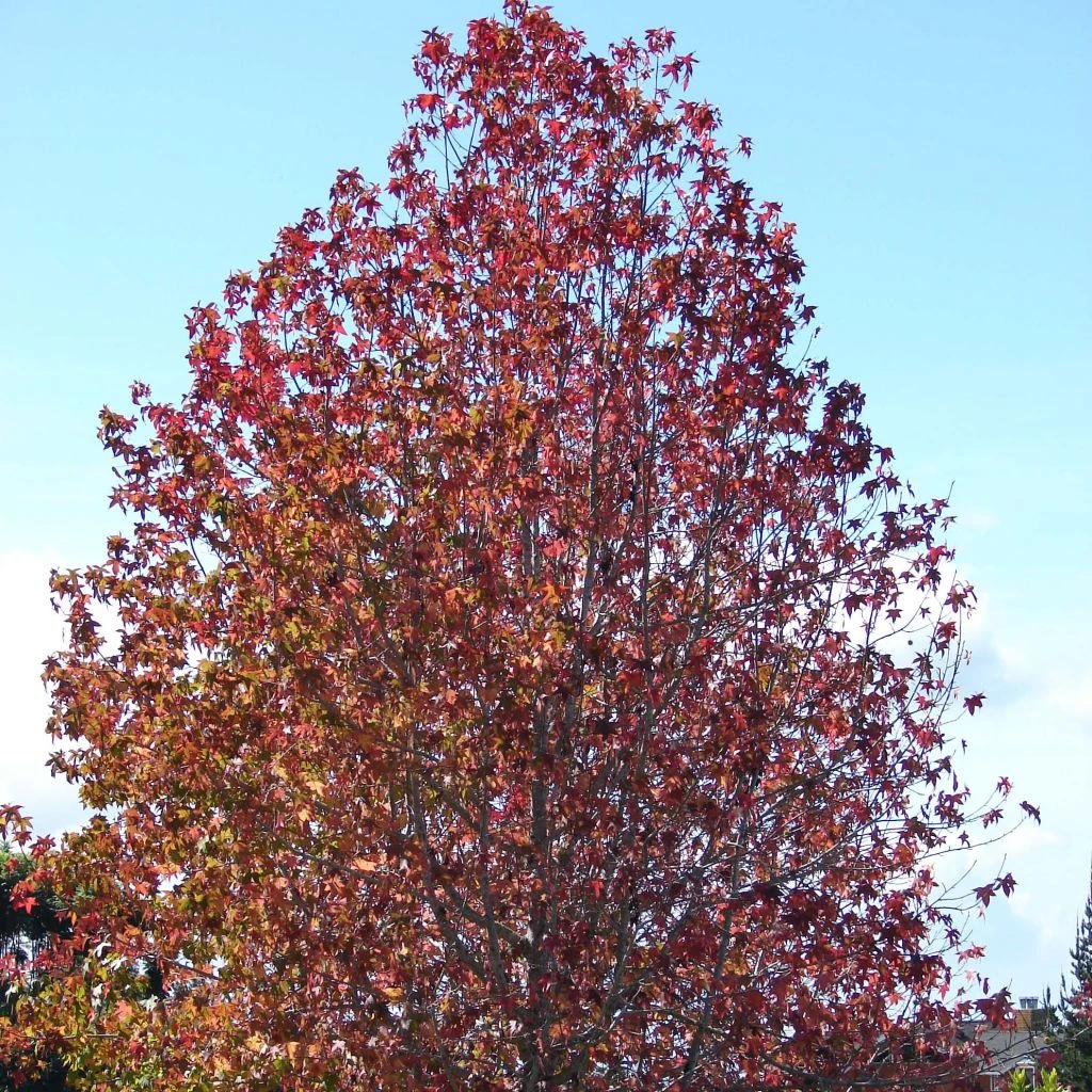 Liquidambar Styraciflua