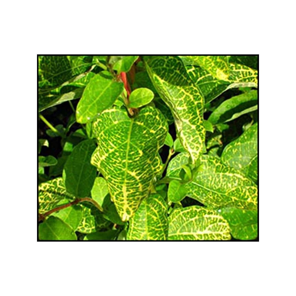 Chèvrefeuille - Lonicera Japonica Aureoreticulata