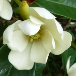 Magnolia Fairy Cream - Magnolia Hybride